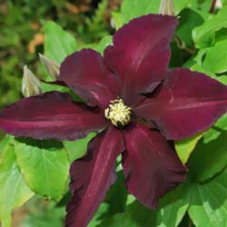 Clematite 'Black Tea'